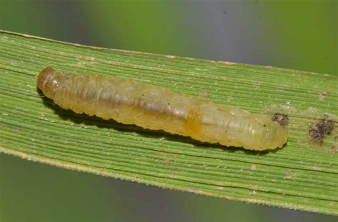 Insect Pests