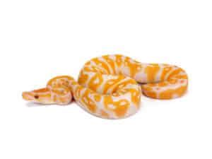 Image result for Rarest Python