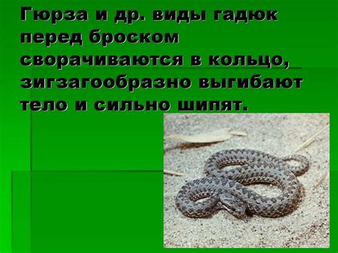 Змея Гюрза (описание, места обитания, опасность для человека)
