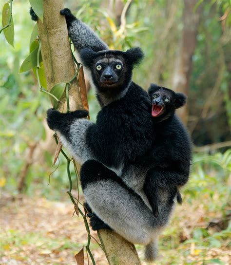 The Singing Lemurs of Madagascar | Adventure Travel