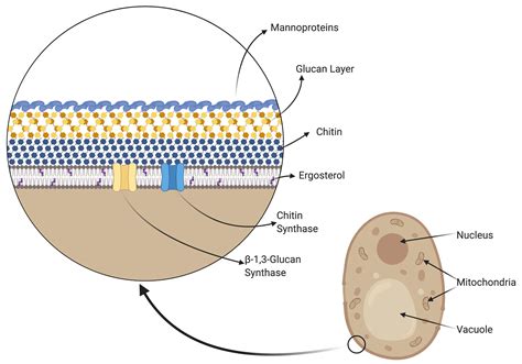 Fungal Cell Wall Diagram
