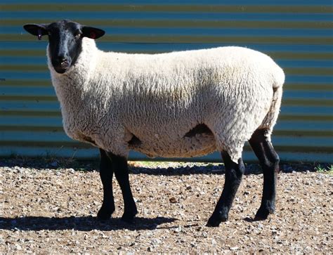 2026 Suffolk Ewe Auction - Suffolk Sheep Breeders Association Victoria