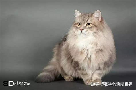 一只漂亮到极致的西伯利亚森林猫