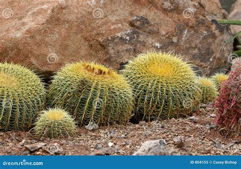 Golden barrel cacti stock image. Image of grusonii, tolerant - 804155