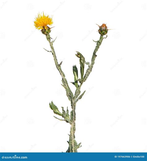 Yellow Star-thistle Flower, Centaurea Solstitialis Stock Photo - Image of plant, cockspur: 197663906