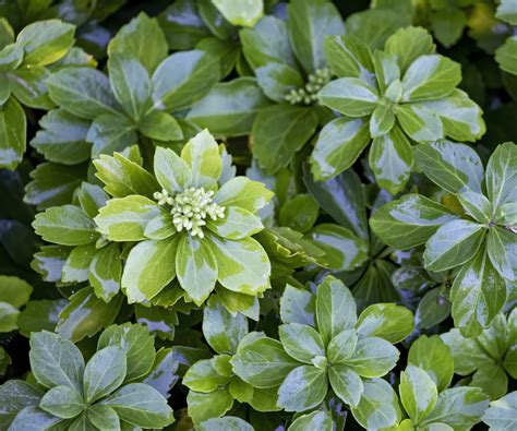 How to grow Japanese spurge: evergreen ground cover plants | Homes and ...