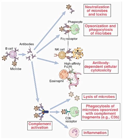 Monoclonal War: The Antibody Arsenal and Targets for Expanded Application