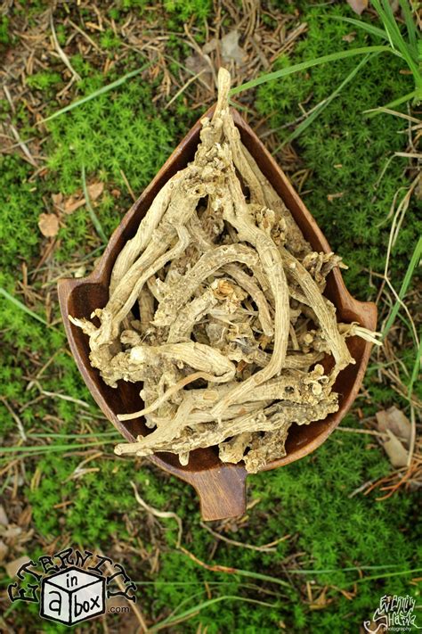 Silene Capensis Root 'African Dream Herb' *Wild Harvested* - Eternity ...