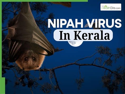 Deadly Nipah Virus Strikes Kerala Again: Woman Falls Into Coma After ...