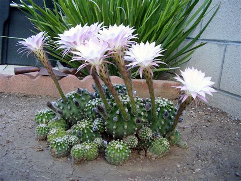 Echinopsis subdenudata e subdenudatus – Artofit