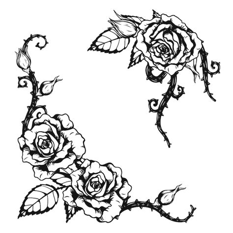 Rose Vine Drawing
