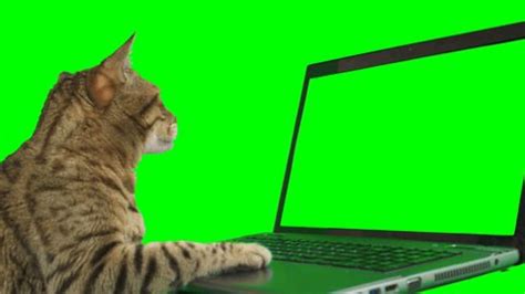 Image result for Cat Sitting at Computer