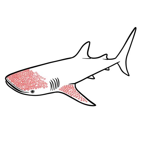 Complete Guide on How to Draw a Whale Shark