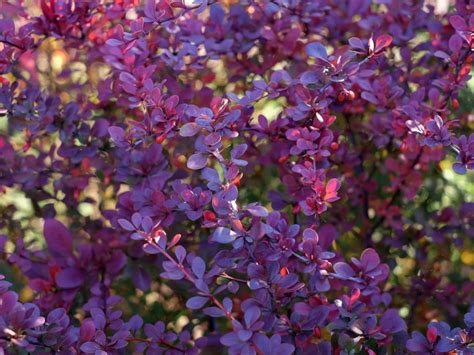 Plant Purple Leaves Small Pink Flowers | Best Flower Site