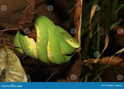 Image result for Green Python around Nevk