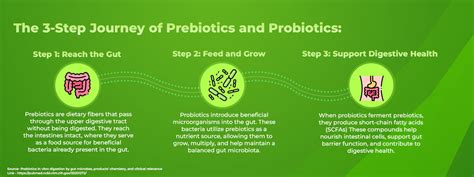 Inlife Prebiotics and Probiotics Capsules | Balanced Pre & Probiotic ...