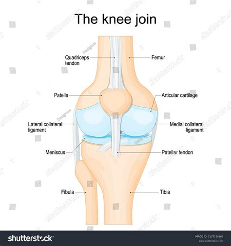 Knee Anatomy Structure Human Knee Joint Stock Vector (Royalty Free) 2257138163 | Shutterstock
