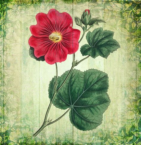 Vintage Floral Illustration Art Free Stock Photo - Public Domain Pictures