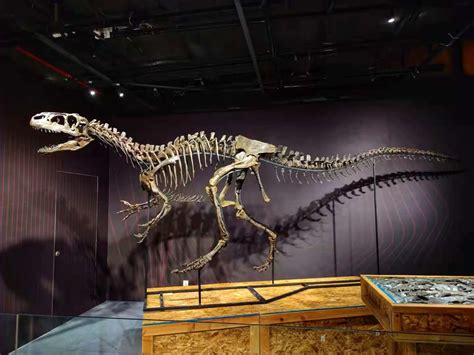 古生物学家在加拿大发现最大霸王龙化石 - 知乎