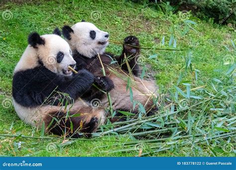 Giant pandas, bear pandas stock photo. Image of food - 183778122