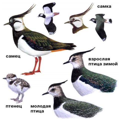 Чибис - фото и описание птицы, как выглядит и где обитает | Голос