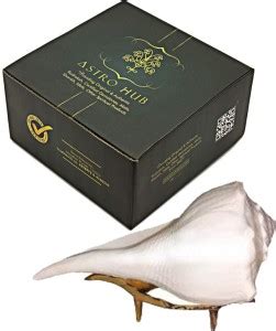 ASTRO HUB Original Dakshinavarti Shankh for Pooja, Original ...