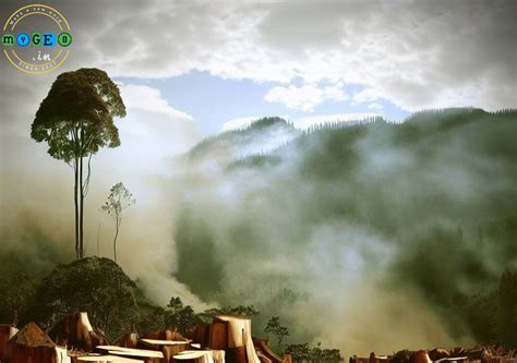 অরণ্য ধ্বংসের প্রভাব (Effects of deforestation ) - MYGEO