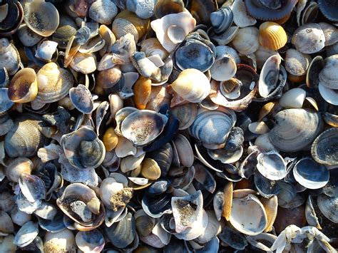 Free Images : beach, food, pebble, seafood, colorful, close, material, invertebrate, seashell ...