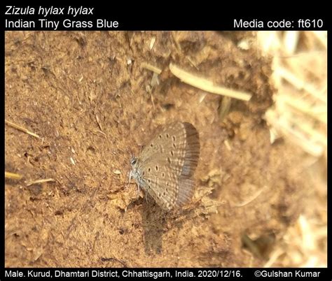 Zizula hylax | Butterfly