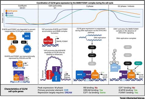 Coordinating gene expression during the cell cycle: Trends in Biochemical Sciences