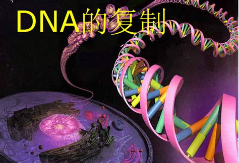 DNA分子复制ppt-DNA分子复制ppt课件免费版【优质课件】-东坡下载