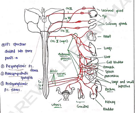 Human Anatomy And Physiology 1 Unit 4 Notes - 1st Semester B Pharmacy ...