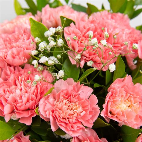 Morning Glory - Buy Fresh Carnation Bouquets Online - The Flora