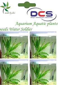 DCS Water Soldier Aquarium Plant Seeds (White) : Amazon.in: Garden ...