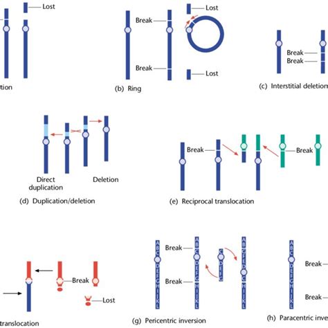 Image result for Inversion Loop Genetics