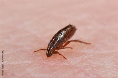 Flea 的图像结果