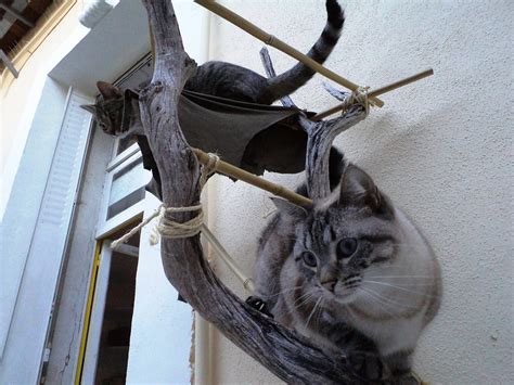 Image result for Rust Cat Tree