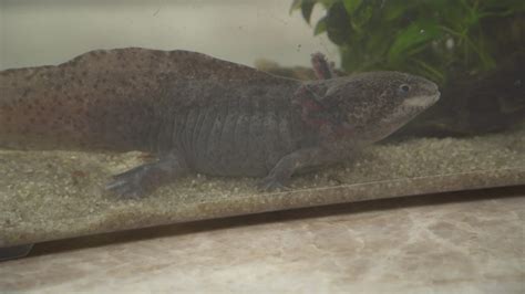 Sunrise Safari: Axolotl | 9news.com