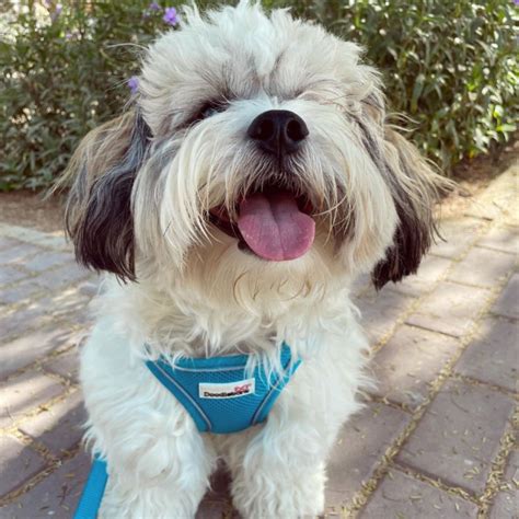 Dog Collars - Safe, Strong & Comfort fit | Doodlebone