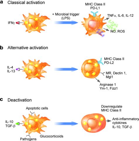 Macrophage Activation Syndrome Cell Death at Dylan Trouton blog