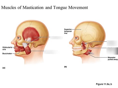 Muscles of Mastication Lecture 的图像结果