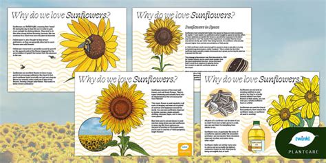 Why We Love Sunflowers -Sunflower fact sheet, Summer, Plants