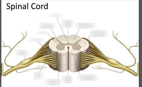 peripheral nervous system Diagram | Quizlet
