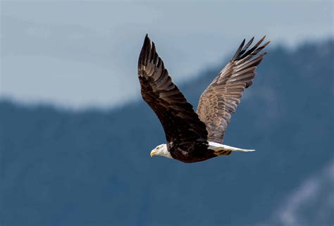Annual Tahoe bald eagle count set for 2021 | SierraSun.com