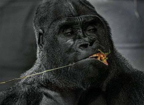 101 Guide On What Do Gorillas Eat?