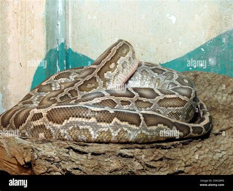 Image result for Python Recipe in Asia