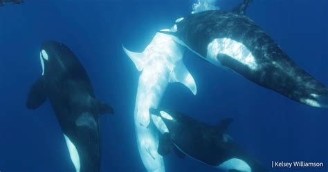 Scientists finally know the clever tricks orca use to hunt whale sharks ...