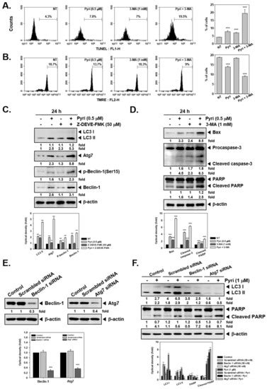 Pyrimethamine Modulates Interplay between Apoptosis and Autophagy in ...