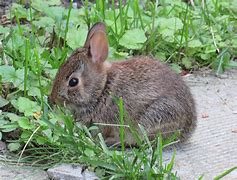 Image result for Black Baby Bunnies Wild