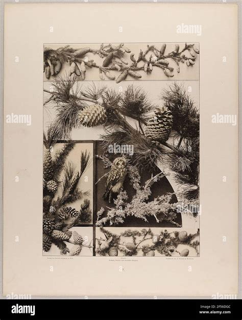 7. Friesal and fillings made of conifers with owl. State state plan Hamburg, collection of the ...